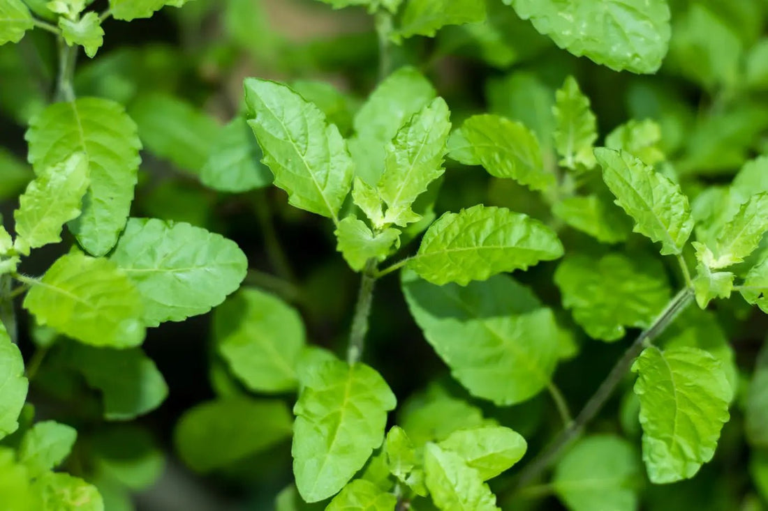 5 Surprising Health Benefits of Tulsi Tea You Need to Know - MediTea Wellness