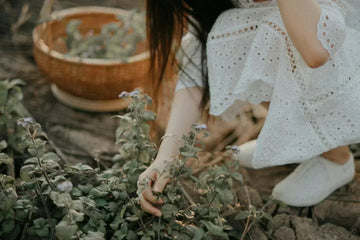 8 Medicinal Herbs You Can Forage in New York (And How to Use Them for Wellness) - MediTea Wellness