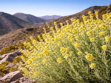 Greek Mountain Tea: The Longevity Secret of the Blue Zones - MediTea Wellness
