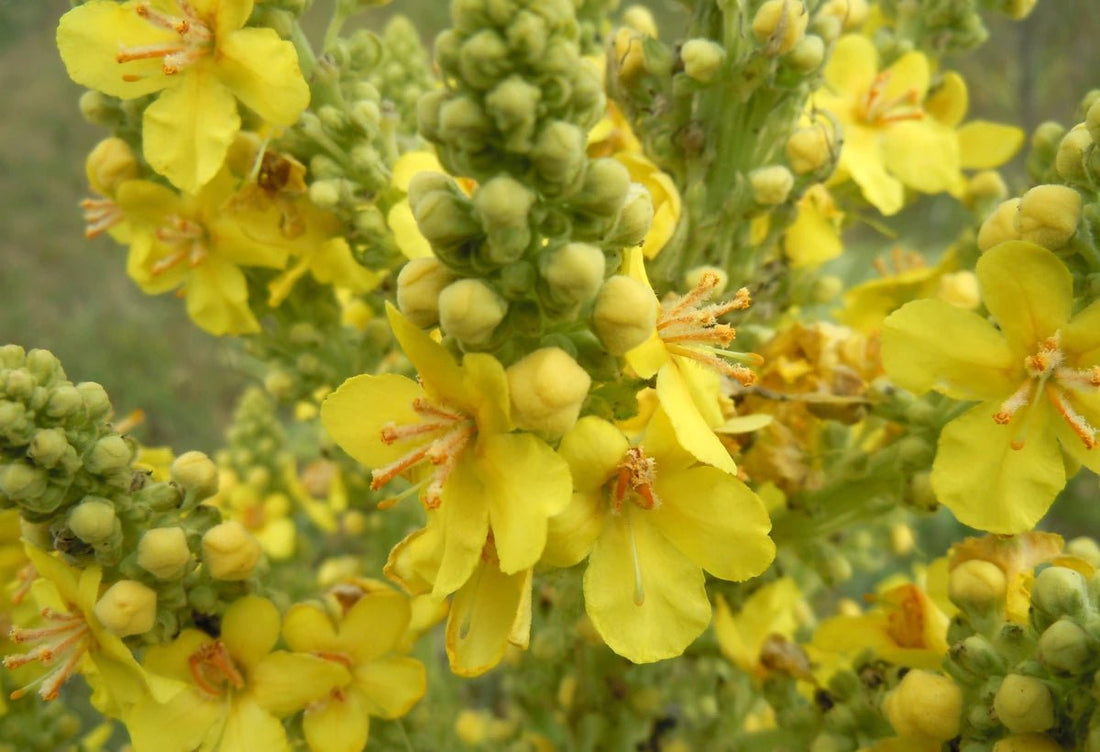 The Science Behind Mullein Tea and Why It's So Effective - MediTea Wellness