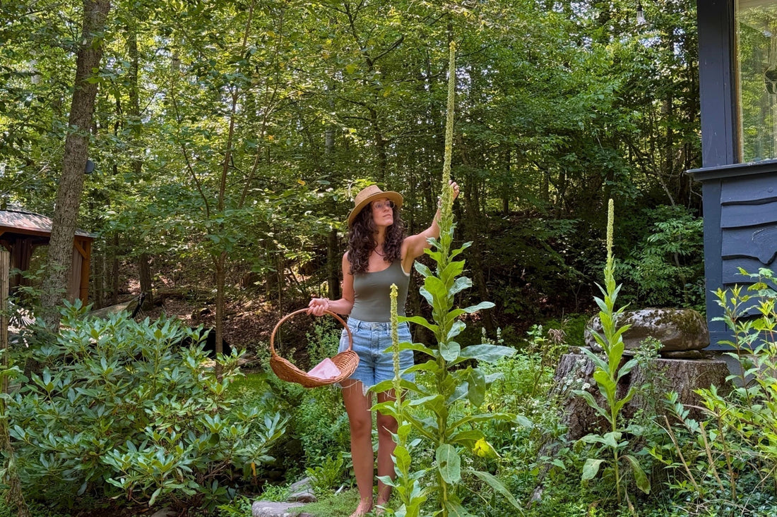 The Science Behind Mullein Tea and Why It's So Effective