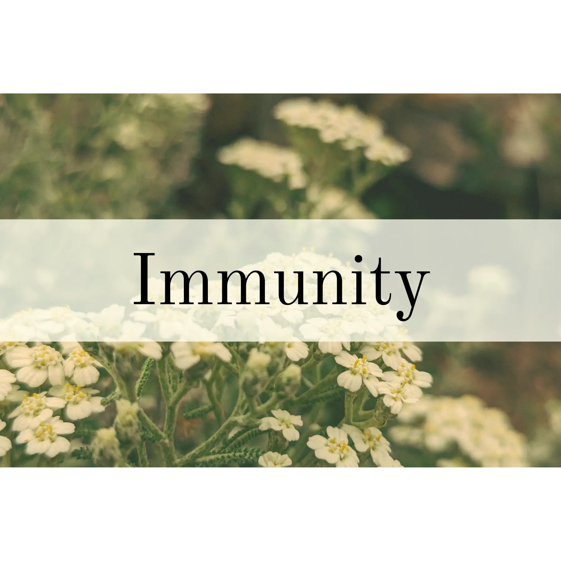 Herbs for Immunity – MediTea Wellness